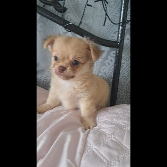 Chihuahua - Both