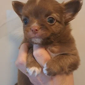 Chihuahua - Both