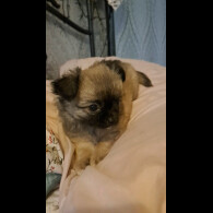 Chihuahua - Both