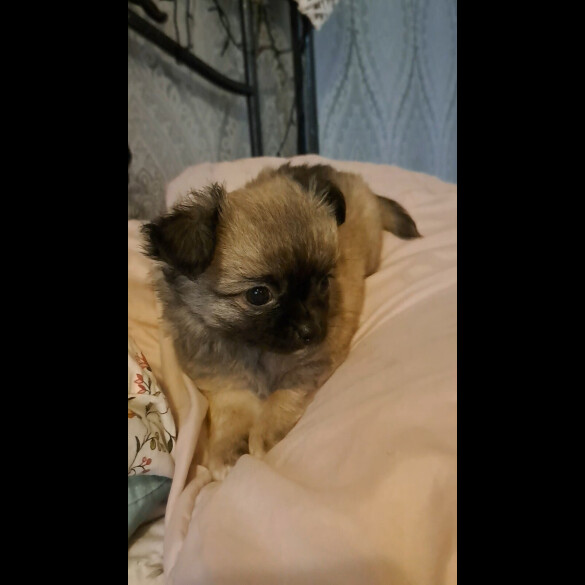Chihuahua - Both