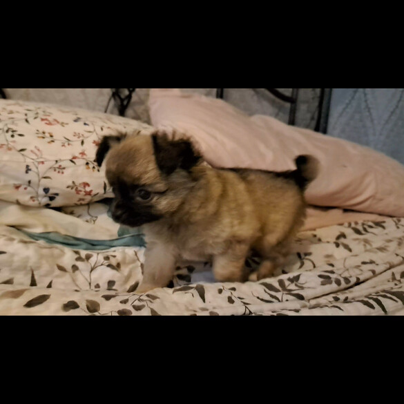 Chihuahua - Both