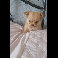 Chihuahua - Both