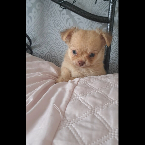 Chihuahua - Both