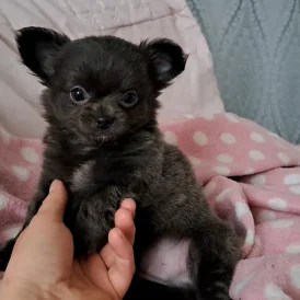 Chihuahua - Both