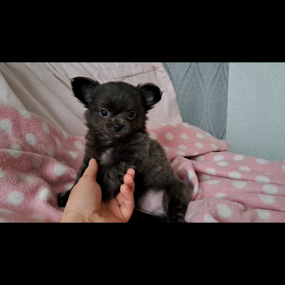Chihuahua - Both