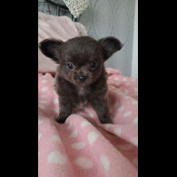 Chihuahua - Both