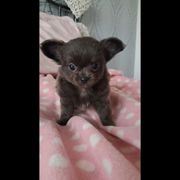 Chihuahua - Both