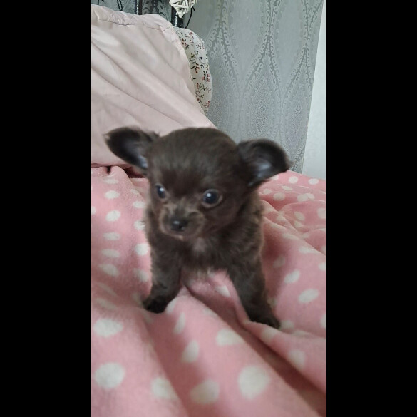 Chihuahua - Both