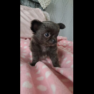 Chihuahua - Both