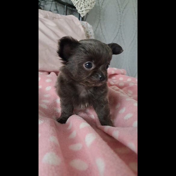 Chihuahua - Both