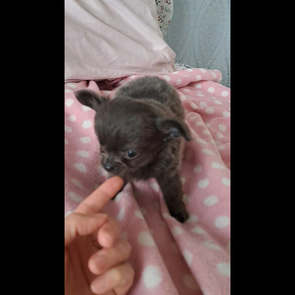 Chihuahua - Both