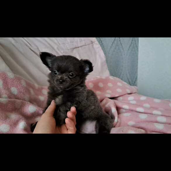 Chihuahua - Both