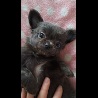 Chihuahua - Both