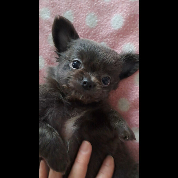 Chihuahua - Both