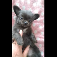 Chihuahua - Both