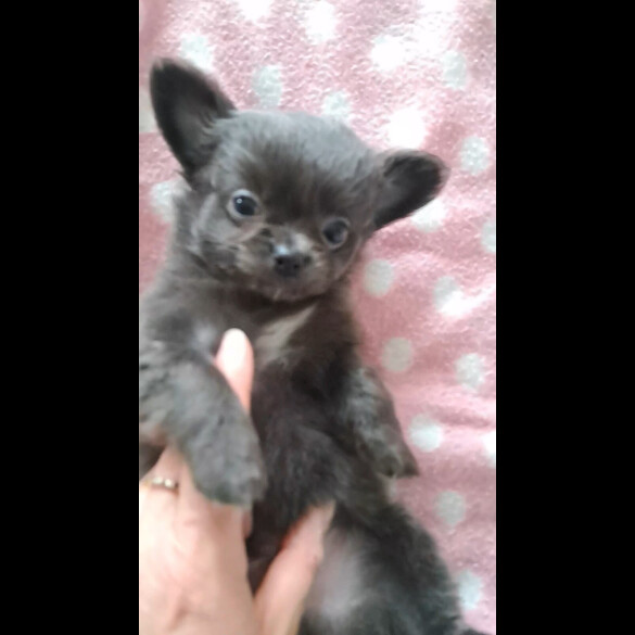 Chihuahua - Both