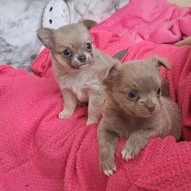 Chihuahua - Both