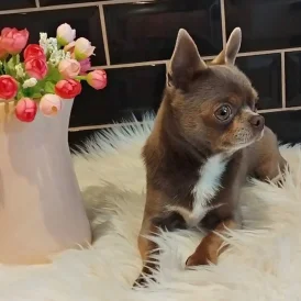 Chihuahua