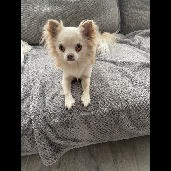 Chihuahua