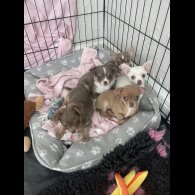 Chihuahua
