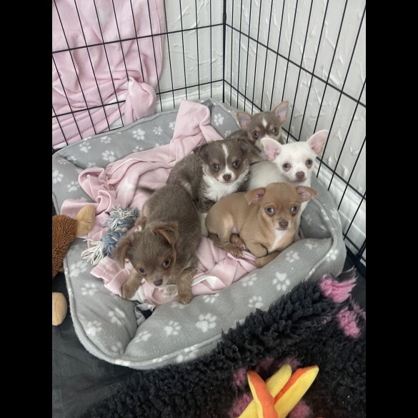 Chihuahua