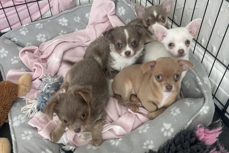 Chihuahua