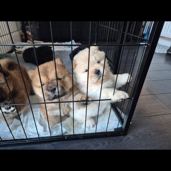 Chow Chow - Both