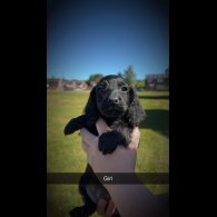 Cockapoo - Both
