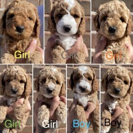 Cockapoo - Both