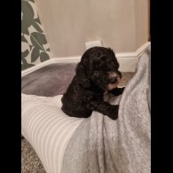 Cockapoo - Both