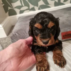 Cockapoo - Both