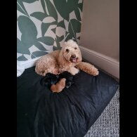 Cockapoo - Both
