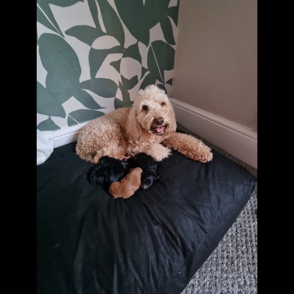 Cockapoo - Both