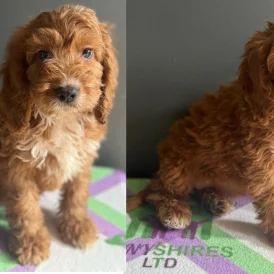 Cockapoo - Both