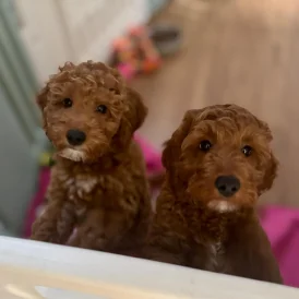Cockapoo - Both