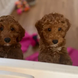 Cockapoo - Both