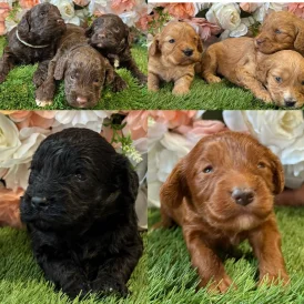 Cockapoo - Both