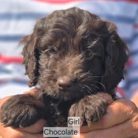 Cockapoo - Both