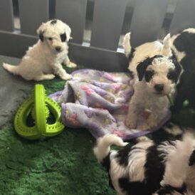 Cockapoo - Both