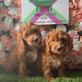 Cockapoo - Both