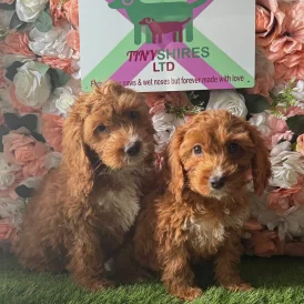 Cockapoo - Both