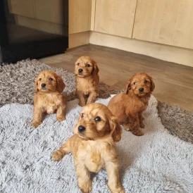 Cockapoo - Both