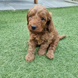 Cockapoo - Both