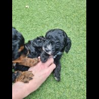 Cockapoo - Both