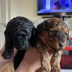 Cockapoo - Both