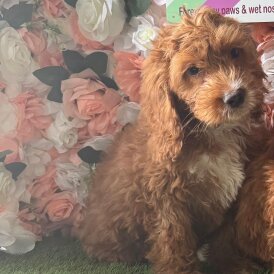 Cockapoo - Both