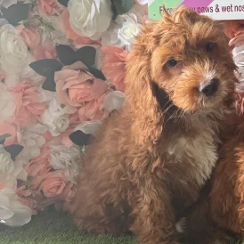 Cockapoo - Both