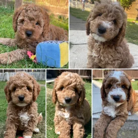 Cockapoo - Both