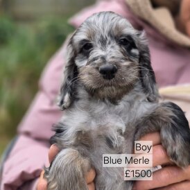 Cockapoo - Both