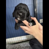 Cocker Spaniel (Working &amp; Show) - Both